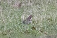 Turdus philomelos