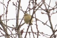 Phylloscopus collybita