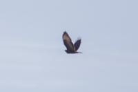 Buteo buteo