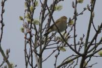 Phylloscopus collybita
