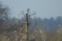 Elanus caeruleus