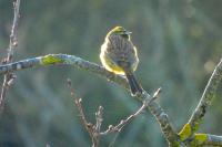 Emberiza cirlus