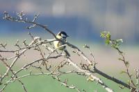Parus major