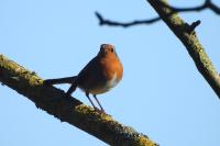Erithacus rubecula