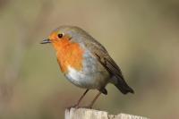 Erithacus rubecula