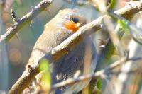 Erithacus rubecula
