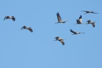 Grus grus