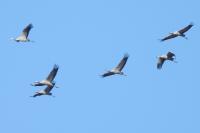 Grus grus
