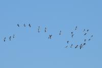 Grus grus