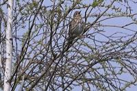 Turdus philomelos