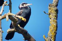 Phalacrocorax carbo