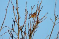 Emberiza schoeniclus