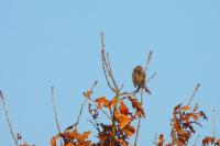 Emberiza schoeniclus