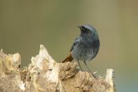 Phoenicurus ochruros