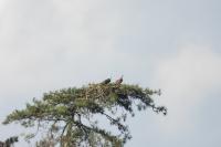 Pandion haliaetus