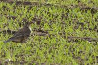 Turdus viscivorus