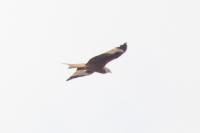 Milvus milvus