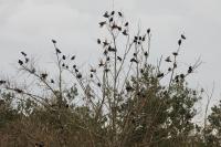 Sturnus vulgaris