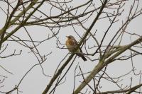 Turdus pilaris