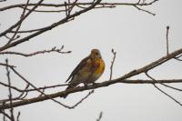 Turdus pilaris