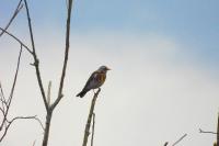 Turdus pilaris