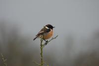Saxicola rubicola