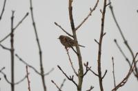 Anthus pratensis