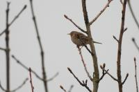 Anthus pratensis