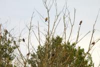 Turdus pilaris