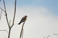 Turdus pilaris