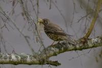 Turdus viscivorus