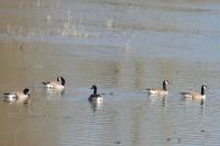 Branta canadensis