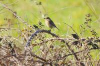 Saxicola rubicola