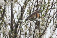 Saxicola rubicola