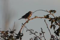 Anthus pratensis
