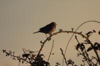 Anthus pratensis