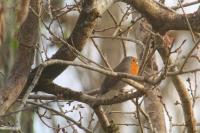 Erithacus rubecula