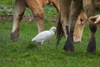 Bubulcus ibis