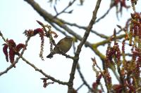 Phylloscopus collybita