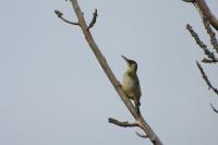 Picus viridis