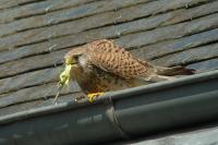 Falco tinnunculus