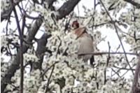 Carduelis carduelis