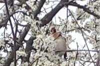 Carduelis carduelis