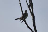 Turdus pilaris