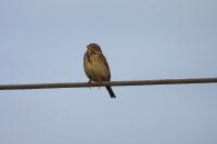 Emberiza calandra