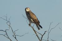 Circaetus gallicus