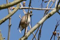 Coccothraustes coccothraustes