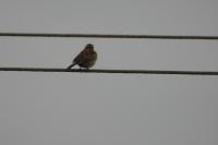 Emberiza cirlus