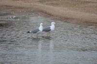 Larus michahellis