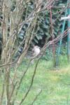 Fringilla coelebs